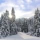 Alpine Spruce Forest in a Sunny Meadow