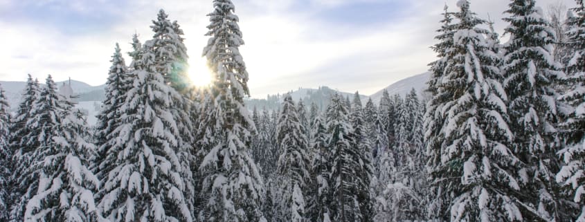 Alpine Spruce Forest in a Sunny Meadow